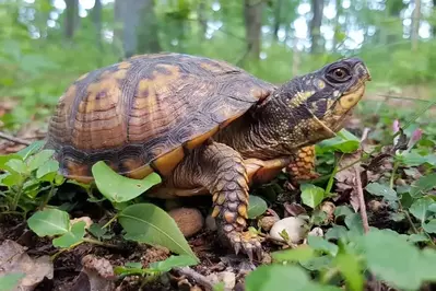 eastern box turtle animal in the smoky mountains