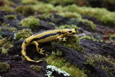 yellow salamander animal in the smoky mountains