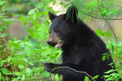 black bear in the woods