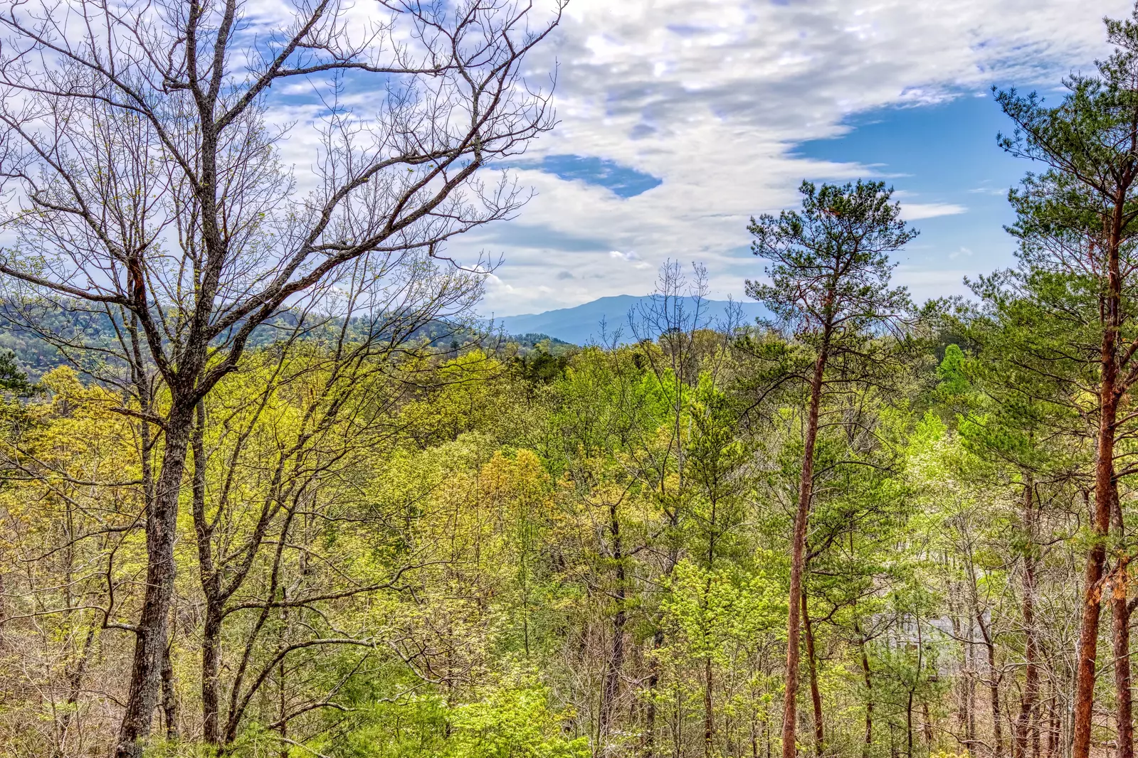 DOGWOOD MOUNTAIN OASIS