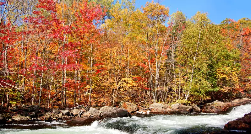 DOGWOOD MOUNTAIN OASIS