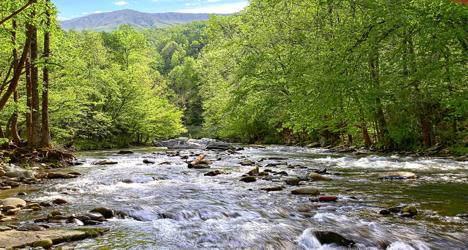 DOGWOOD MOUNTAIN OASIS